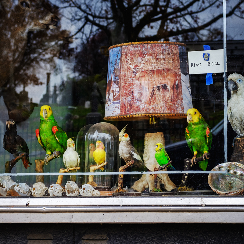  Taxidermy Shop Across the Way