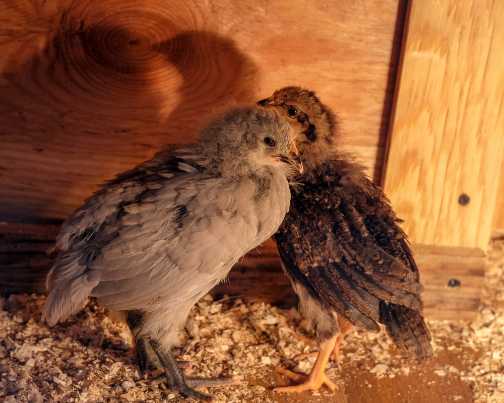 Chicks Growing Up