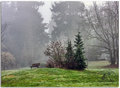 Foggy park 8540