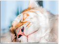 Tiger dreams 6482