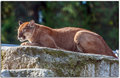 Warming in the sun 6454