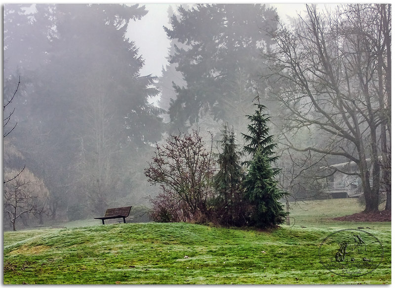 Foggy park 8540