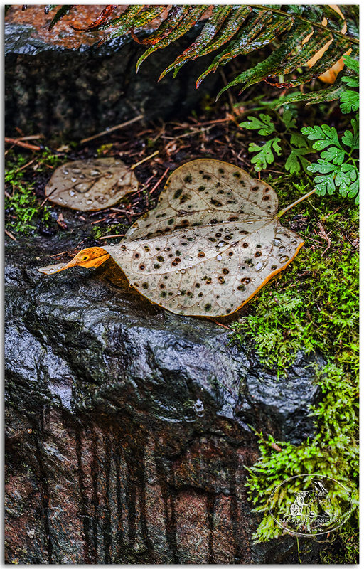 Tears of autumn 7781