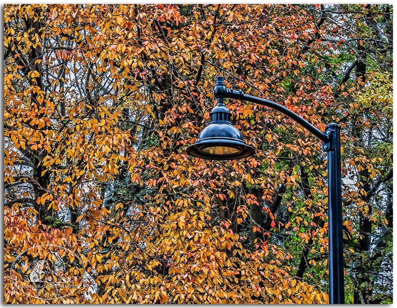 Lamp & leaves 7506