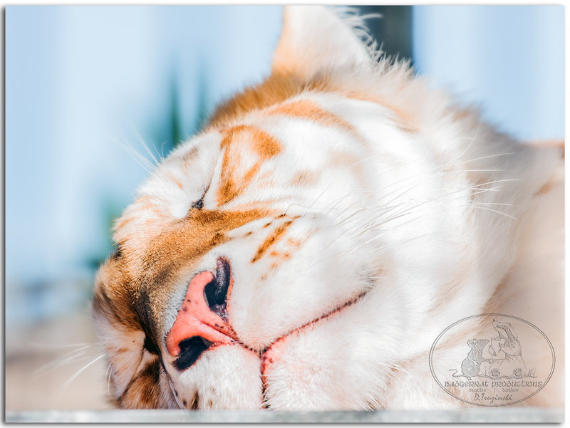 Tiger dreams 6482