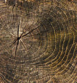 Rings of Time