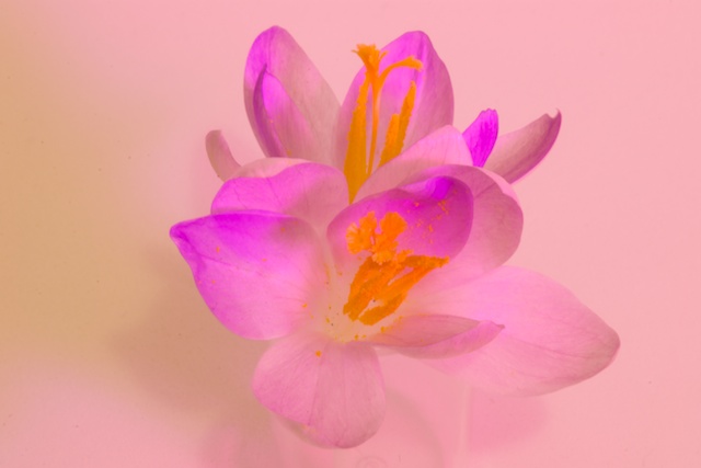 First Bloom Pastel
