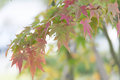 Japanese Maple