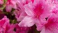 Pink Azalia
