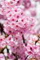 Sakura-1