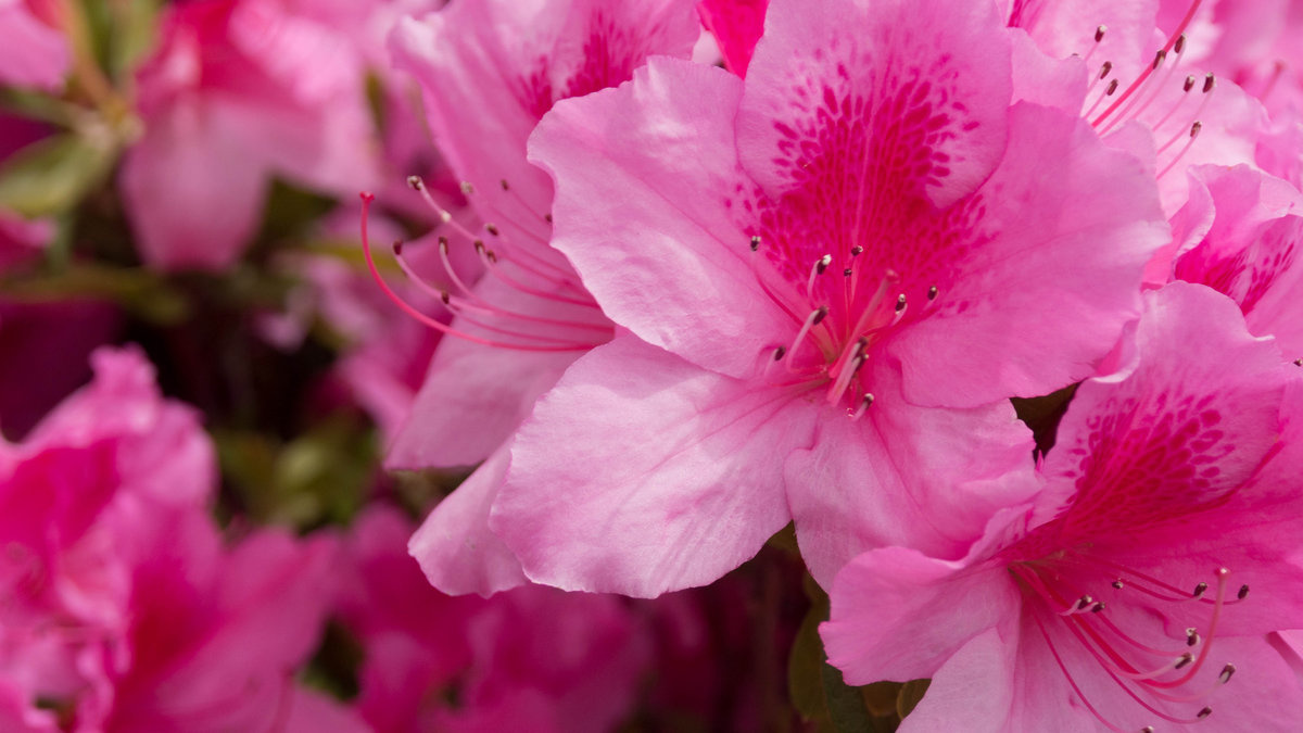 Pink Azalia