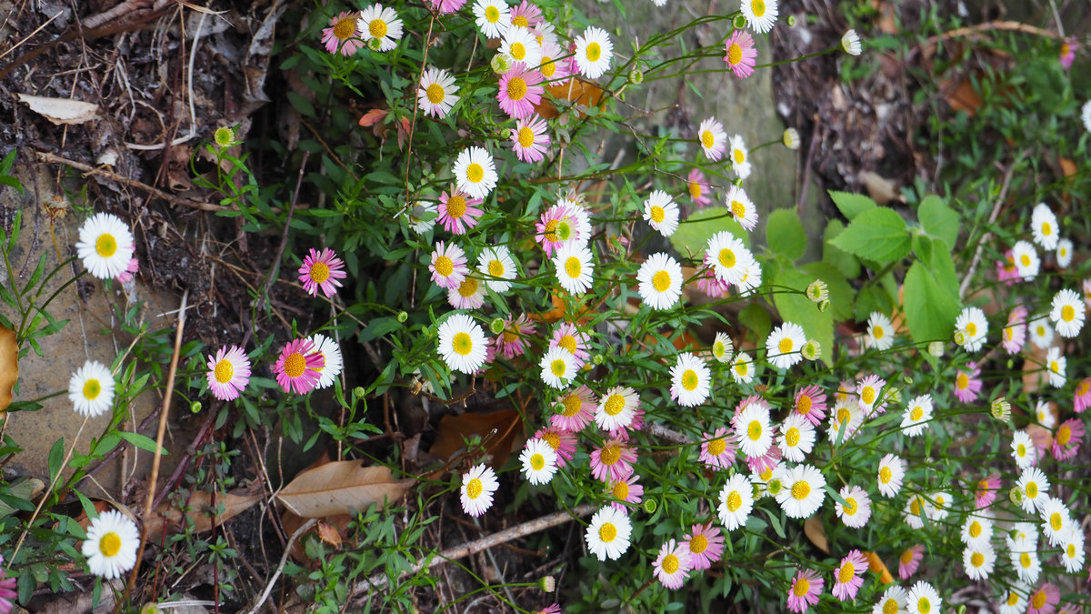Mt. Yumihari-18