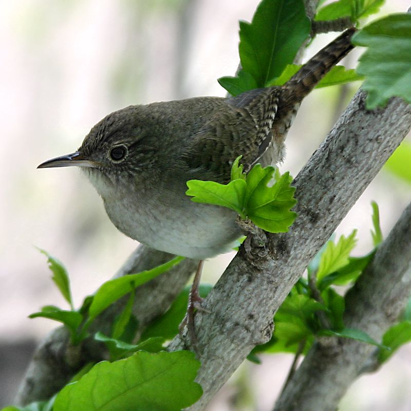House Wren _ 26Apr15_8068