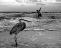 heron1_bw_sm