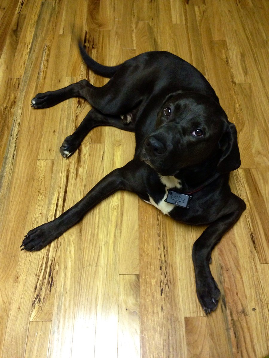 Quinn the dog