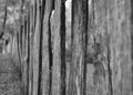 11bw