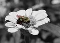bubblebee