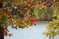 bhp foliage