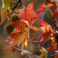 bhp sweetgum 1