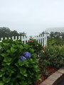 Hydrangeas in the Fog