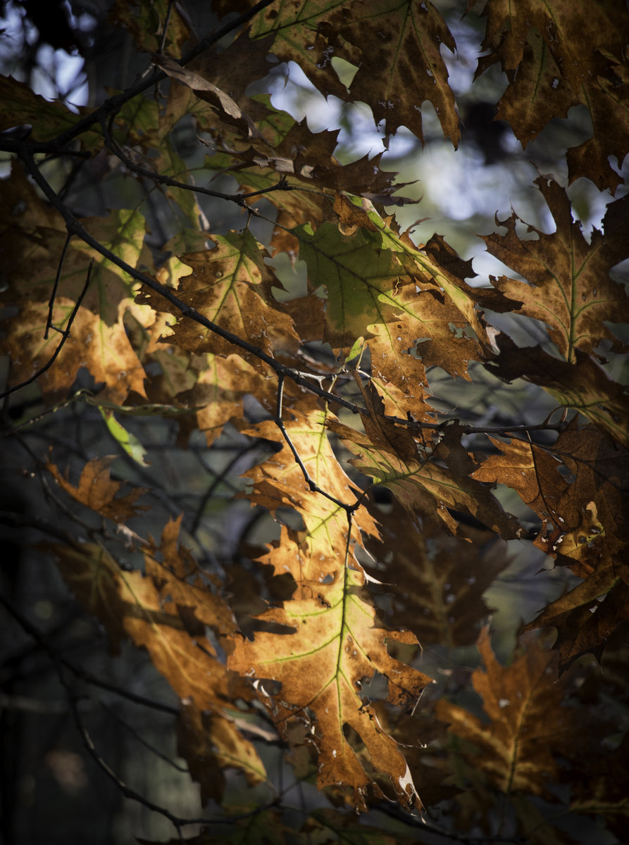 Leaf Peeping Arkansas Style