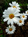 Pyrethrum daisies