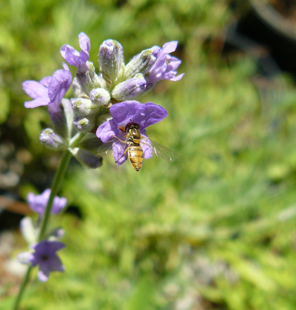 Lavender blossoms with wee baby bee