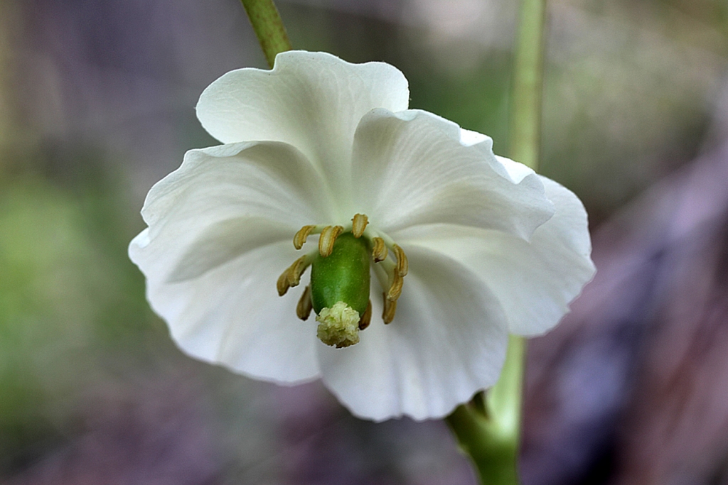 MayApple 2016a