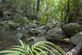 Mossman Gorge