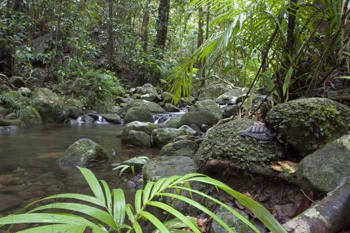 Mossman Gorge