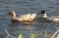 IMG_4630a.jpg