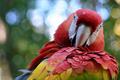 Phoenix Zoo Macaw.jpg