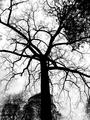 Reaching for the Sky.jpg