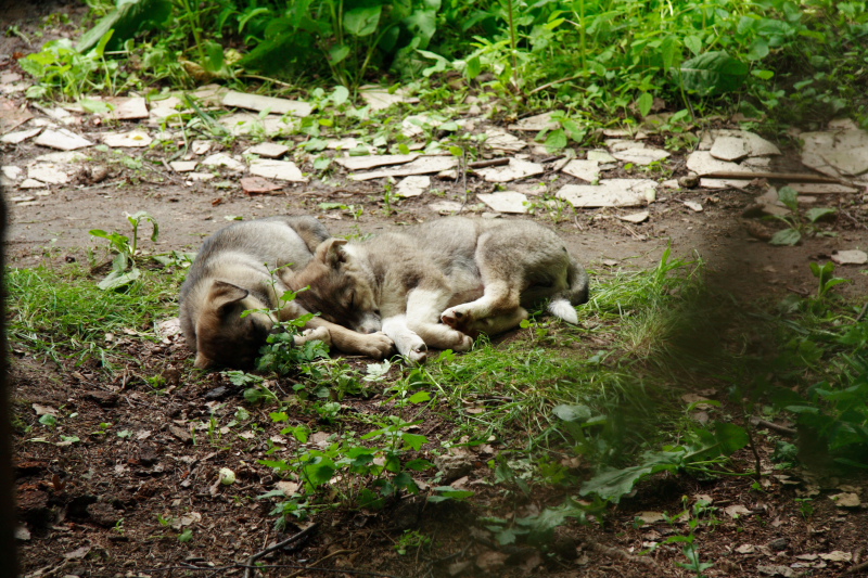 Dreamers in the Garden