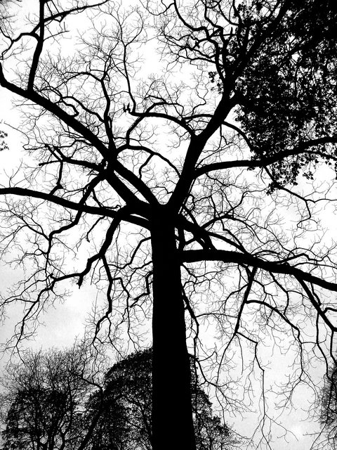 Reaching for the Sky.jpg
