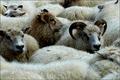 Icelandic sheep