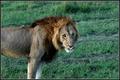 The king.. hungry like a wolf