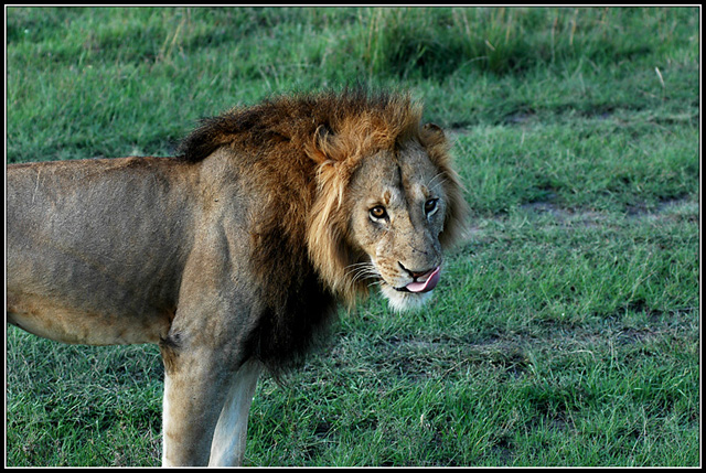 The king.. hungry like a wolf