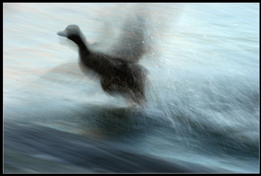 the fast flying duck