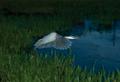 Egret at night.jpg