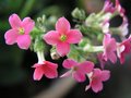 Pink Kalanchoe #1