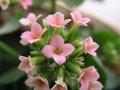 Pink Kalanchoe #3