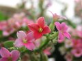 Pink Kalanchoe #4