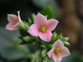 Kalanchoe #5