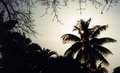 Jamaica: Silouetted Palm Tree