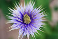 Spiny purple flower