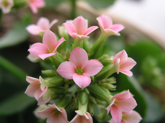 Pink Kalanchoe #3