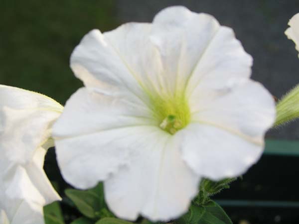 Wild flower #1