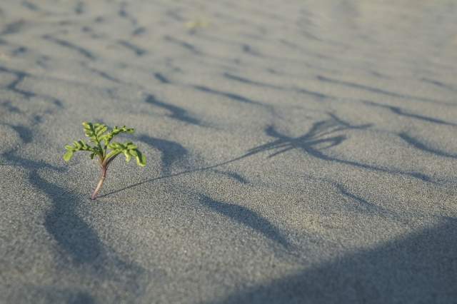 Lone Plant