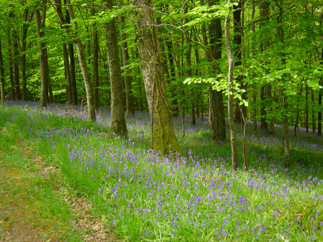 bluebells3.jpg